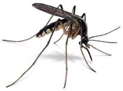 Fighting Malaria In Bungoma